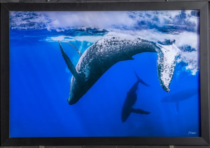 New film about humpback whales screens today at ProArts Playhouse
